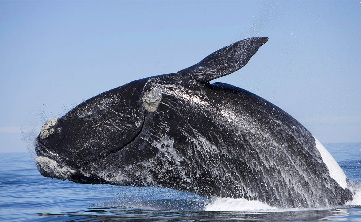 сколько весит кит