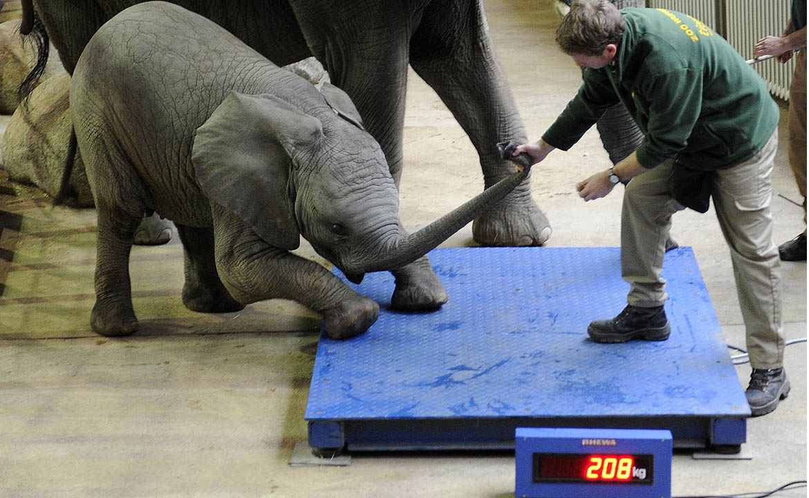 сколько весит слон