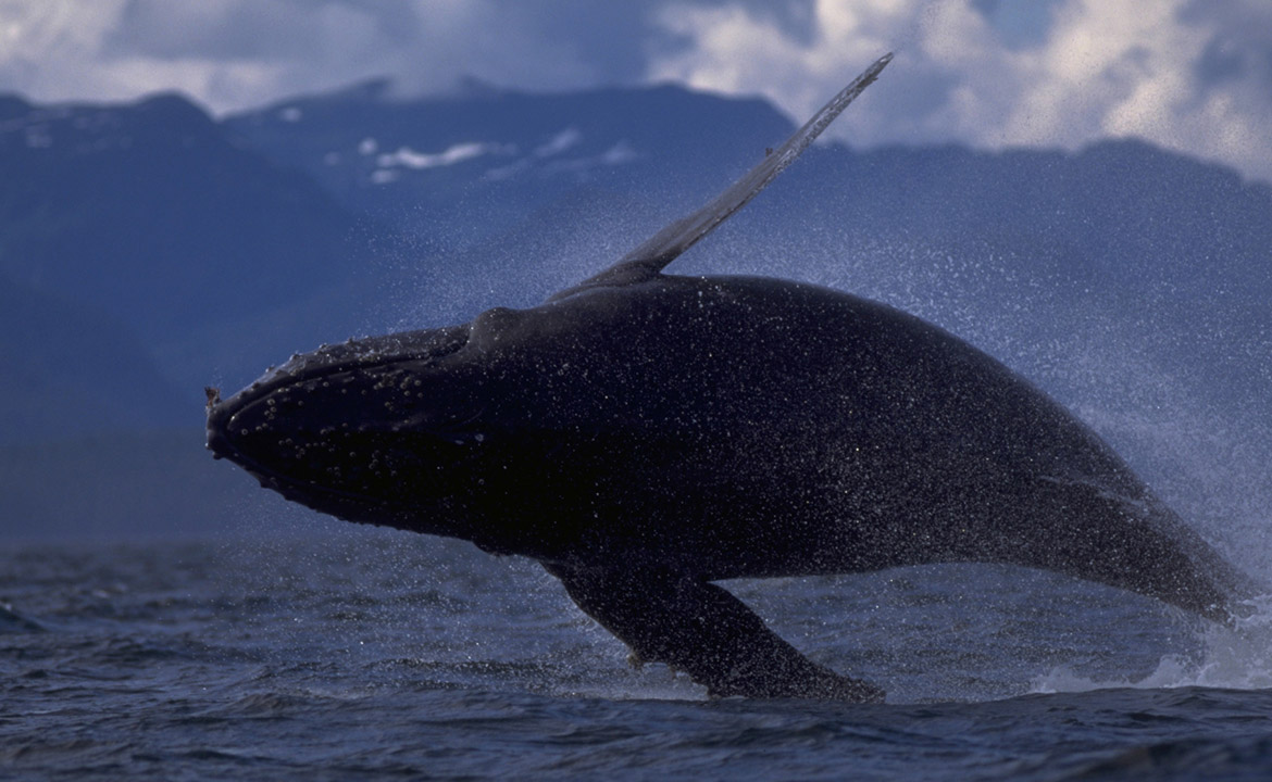 сколько весит кит