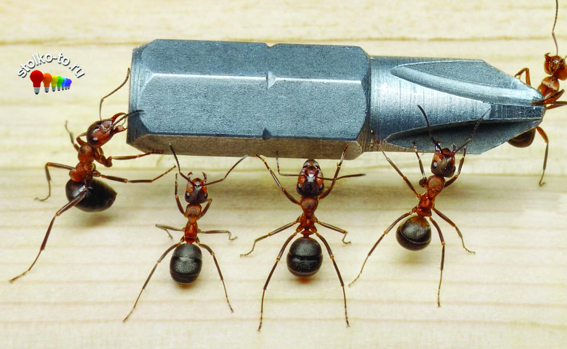 Сколько весит муравей