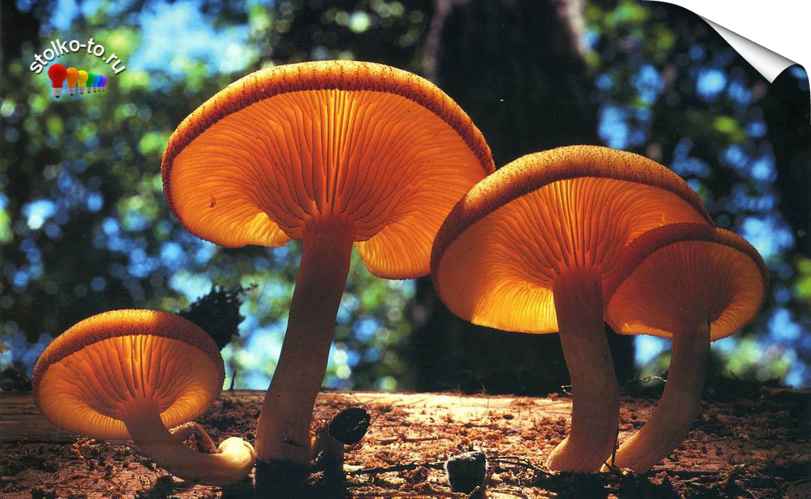 Чем опасны грибы