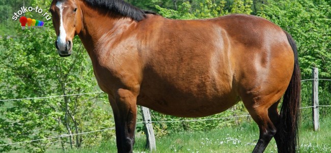 Сколько весит лошадь