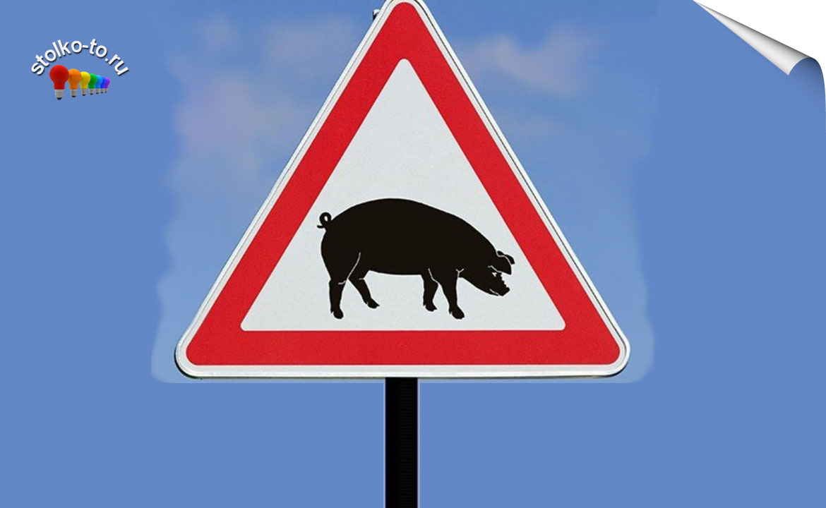 Чем опасна африканская чума свиней