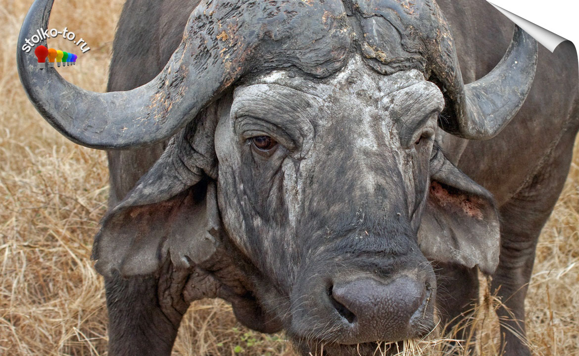 Сколько весит африканский буйвол