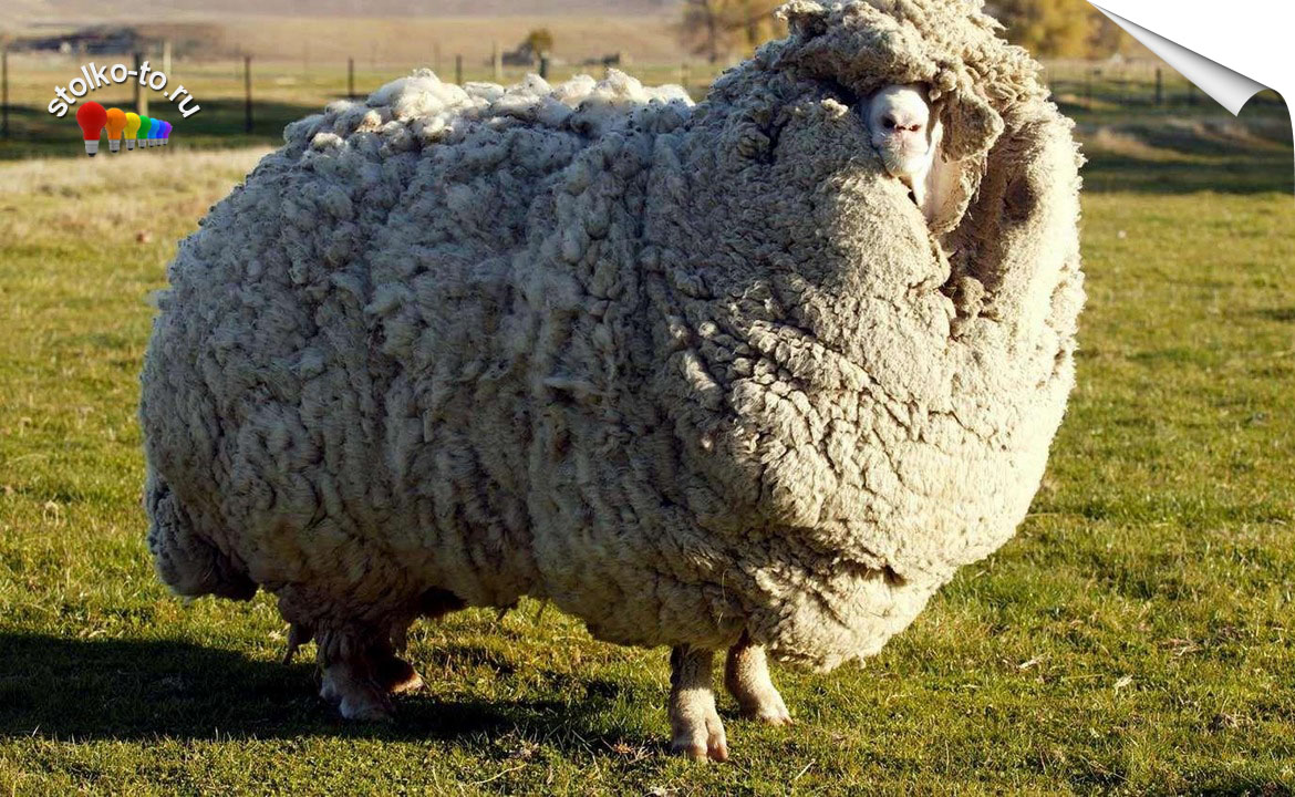 Сколько весит овца