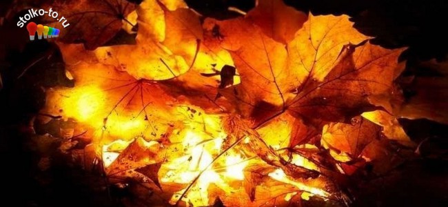 Чем опасно сжигание листьев